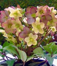 Christrose 'Candy Love®'