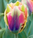 Tulpe 'Artist'