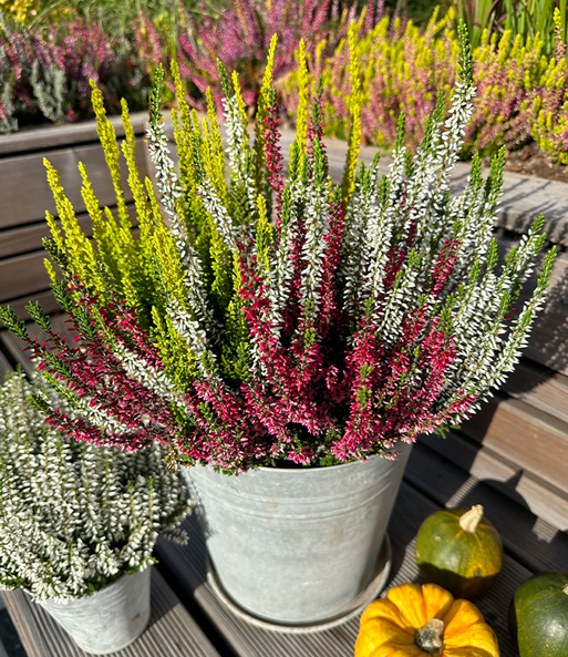 Calluna Knospenheide 'Colour Twister®', 15 cm-Topf