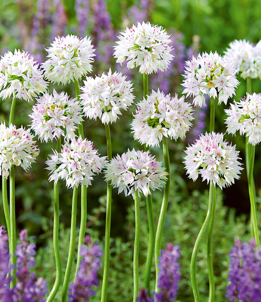 Allium 'Graceful Beauty'