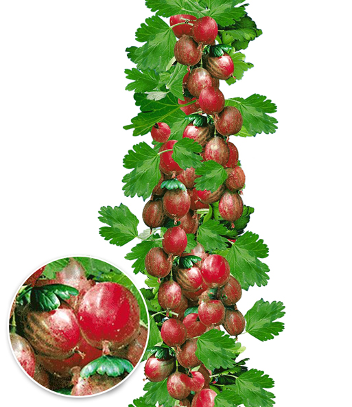 Rote Säulen-Stachelbeere