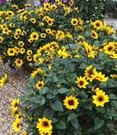 Balkon-Sonnenblume 'SunBelievable®'