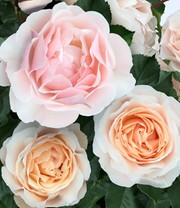 Parfum-Rose 'Jardin des Tuileries®'