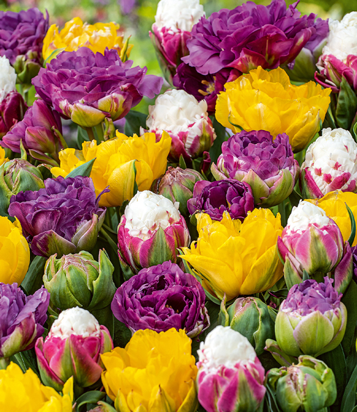 Tulpen-Mix 'Icecream Spezial'