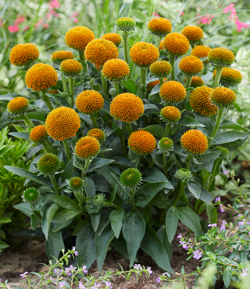 Echinacea 'Drumsticks® Gold'