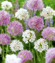 Allium-Mix 'Beautiful Rosy'