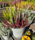 Calluna Knospenheide 'Colour Twister®', 17 cm-Topf