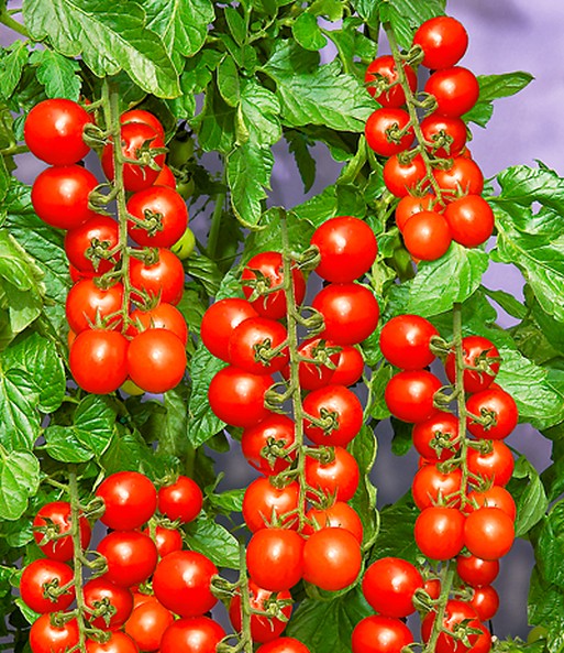 Tomaccio®-Tomate