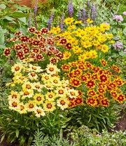 Coreopsis 'Solar® Mix'