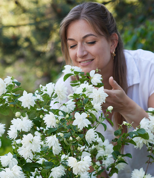 Der Duftende Gartenjasmin 'Pearls of Perfume' ist zu einem Strauch gewachsen. Eine Frau riecht an den Blüten.