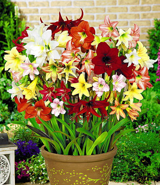Winterharte Garten-Amaryllis 'Farbmix'
