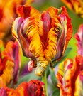 Papageien-Tulpe 'Rasta Parrot'