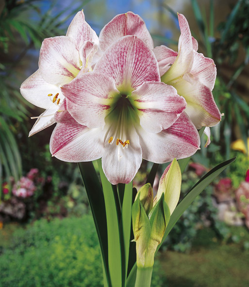 Amaryllis 'Apple Blossom' mit Geschenkbox