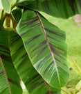 Winterharte Banane 'Ever Red®'