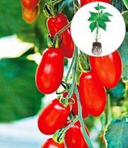 Kollektion Tomaten-Raritäten