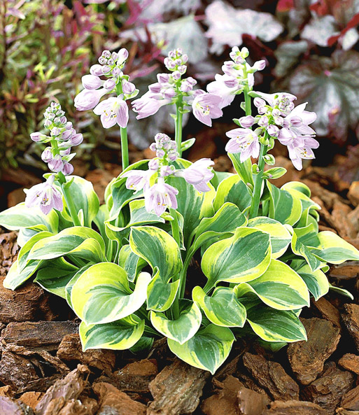 Mini-Hosta 'Frosted Mouse Ears'
