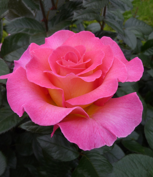 Parfum-Rose 'Pink Paradise®'