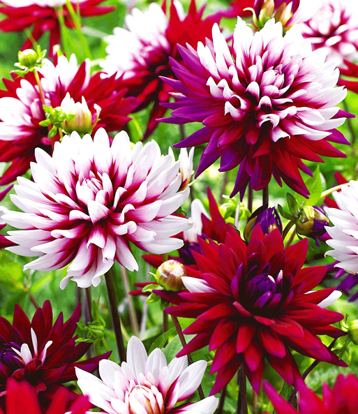 Die Blüten der Dahlie „Rebecca's World“ haben einen Farbverlauf von weiß zu rot zu lila.