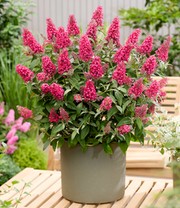 Zwerg-Schmetterlingsflieder 'Candy® Little Bubblegum'