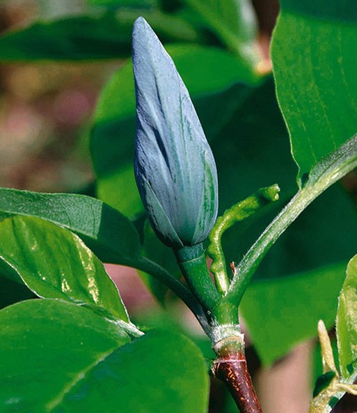 Magnolien-Sortiment zum Vorteilspreis