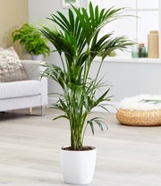 Kentia Palme ca. 90-100 cm hoch