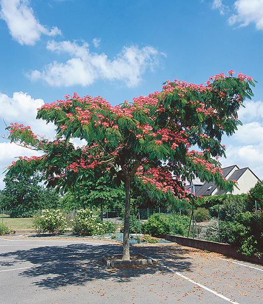 Albizia 'Ombrella'