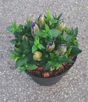 Enzian 'Rocky Diamond® Blue Heart'