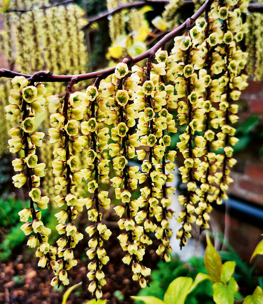 Chinesischer Perlschweif 'Celina'
