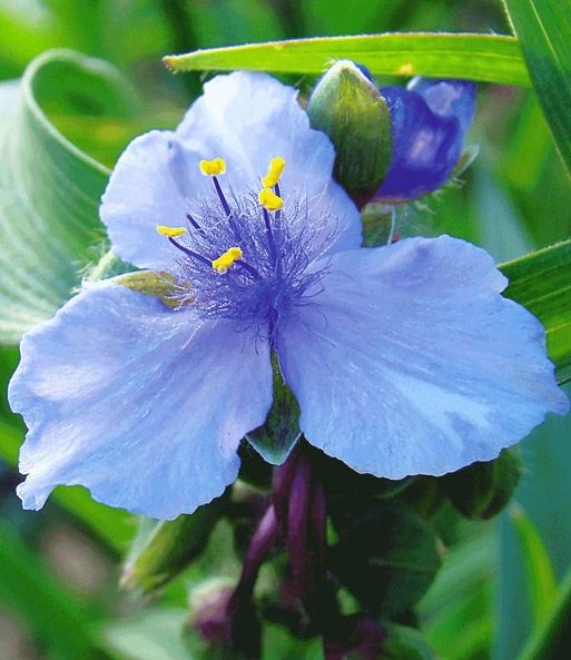 Tradescantia 'Ocean Blue'