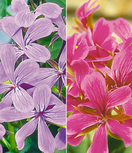 Hänge-Geranien Kollektion 'Lila & Pink'