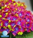 Freiland-Hortensie 'SAXON®' Schloss Wackerbarth