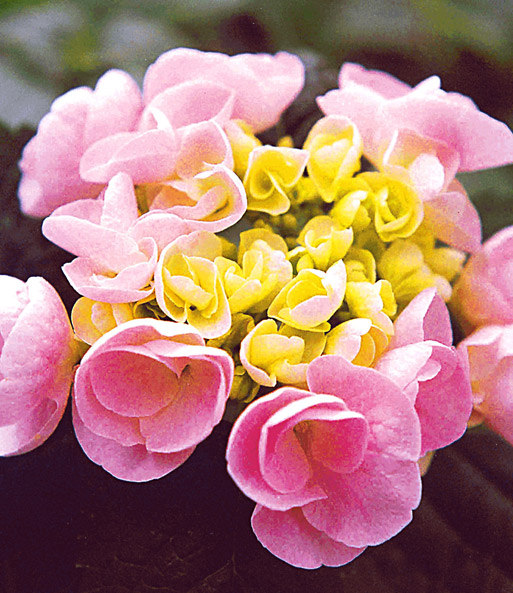 Freiland-Hortensie Hovaria® 'Hobella'