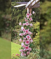 Kletter-Rose 'Bienvenue®'