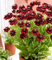 Rudbeckia 'Enchanted Velvet Flame'