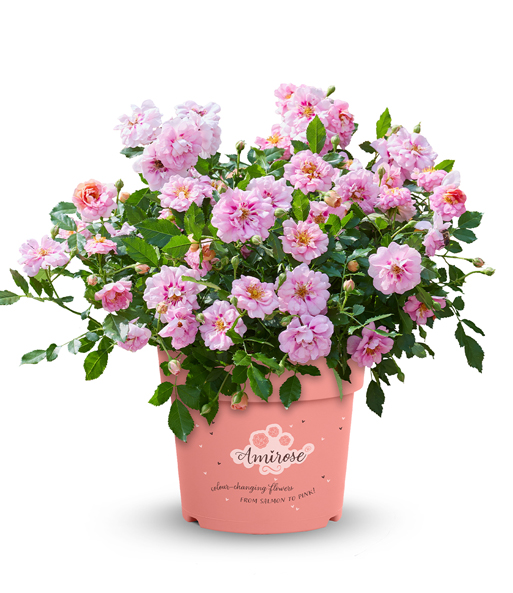 Rose 'Amirose®'