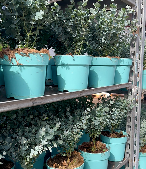 Link zum YouTube Video 9875_Winterharter Eukalyptus 'Azura®' im XXL-Topf