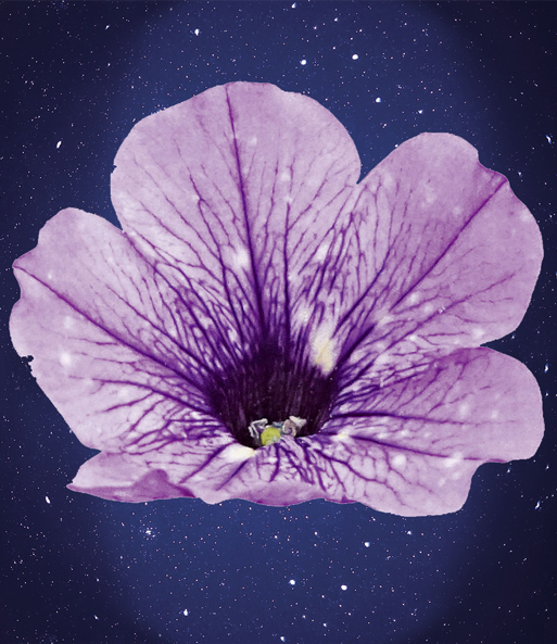 Nahaufnahme der rosa-weißen Blüte der Hänge-Petunien Mix „SKY Family“ unter dem Sternenhimmel.