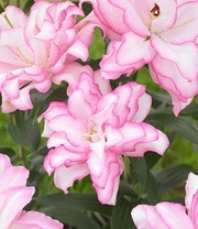 Lilie 'Roselily Anouska'