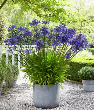 Agapanthus 'Blue'