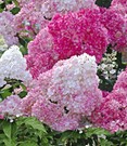 Freiland-Hortensie 'Vanille Fraise®'