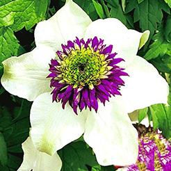 Clematis/Waldrebe