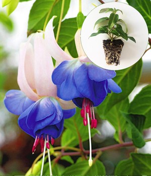 Winterharte stehende Fuchsie 'Blue Sarah'