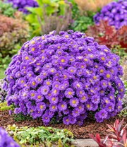 Herbstaster 'Alpha®' Dark Purple, im 12 cm-Topf