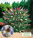 Sommer-Flieder 'Papillion Tricolor'