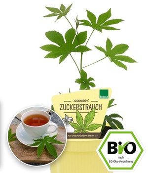 BIO Zuckerstrauch, winterhart