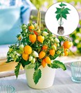 Niedrige Topf-Tomaten 'Funnyplums® Golden Orange' F1