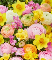 Blumenzwiebel-Mix 'Sweet Spring'