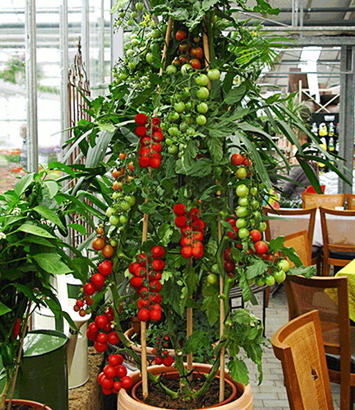 TOMACCIO®-Tomate