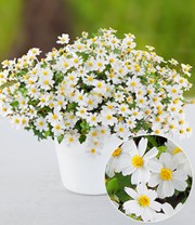 Weiße Bidens 'Blazing White®'