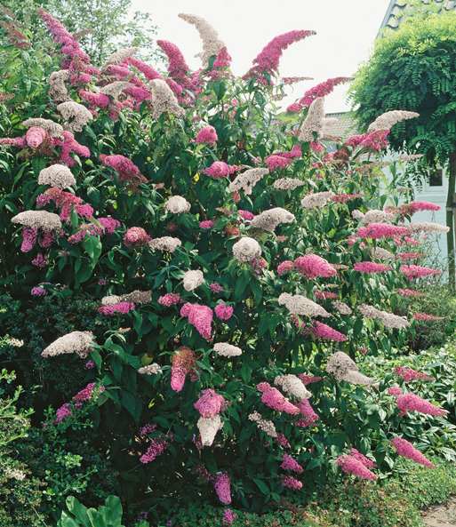 Buddleia Duo 'Pink-White'